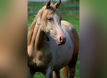 American Indian Horse, Stute, 1 Jahr, 14,3 hh, Champagne