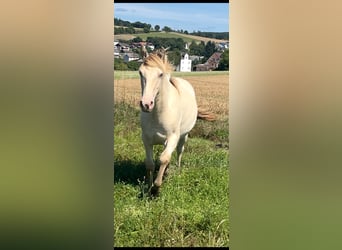 American Indian Horse, Mare, 1 year, 14,2 hh, Champagne