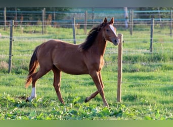 American Indian Horse, Mare, 1 year, 14,2 hh, Chestnut