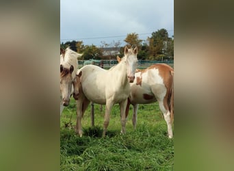 American Indian Horse, Mare, 1 year, 15 hh, Perlino