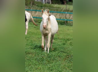 American Indian Horse, Mare, 1 year, 15 hh, Perlino