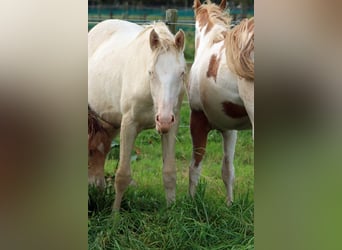 American Indian Horse, Mare, 1 year, 15 hh, Perlino