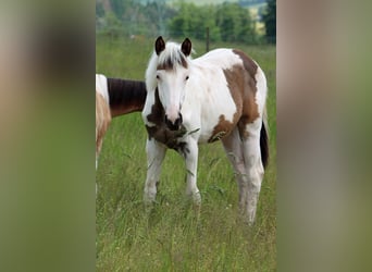 American Indian Horse, Mare, 1 year