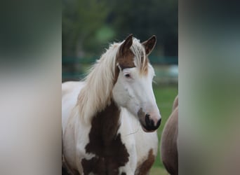 American Indian Horse, Mare, 1 year