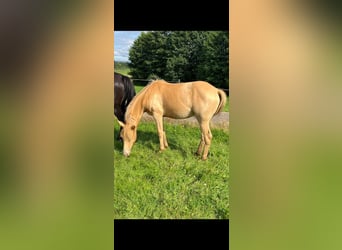 American Indian Horse, Mare, 2 years, 14,2 hh, Champagne