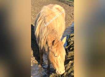 American Indian Horse, Mare, 2 years, 14,2 hh, Champagne