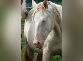 American Indian Horse, Mare, 2 years, 15 hh, Perlino