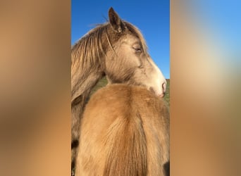 American Indian Horse, Mare, 3 years, 14,2 hh, Champagne