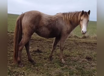 American Indian Horse, Mare, 3 years, 14,2 hh, Champagne