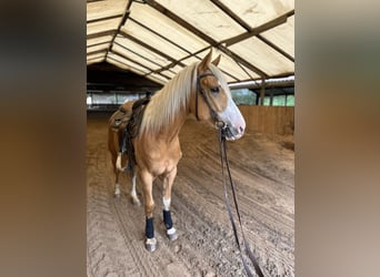 American Indian Horse, Mare, 3 years, Palomino