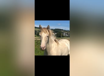 American Indian Horse, Merrie, 1 Jaar, 150 cm, Champagne