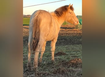 American Indian Horse, Merrie, 1 Jaar, 150 cm, Champagne