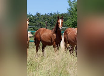 American Indian Horse, Merrie, 1 Jaar, 150 cm, Donkere-vos