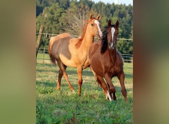 American Indian Horse, Merrie, 1 Jaar, 150 cm, Donkere-vos