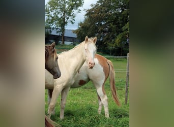 American Indian Horse, Merrie, 1 Jaar, 153 cm, Perlino