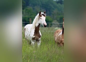 American Indian Horse, Merrie, 1 Jaar
