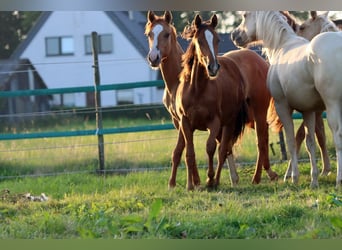 American Indian Horse, Merrie, 2 Jaar, 150 cm, Donkere-vos