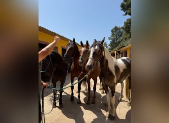 American Indian Horse, Merrie, 3 Jaar, 165 cm, Gevlekt-paard