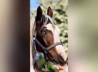 American Indian Horse, Merrie, 7 Jaar, 158 cm, Tovereo-alle-kleuren