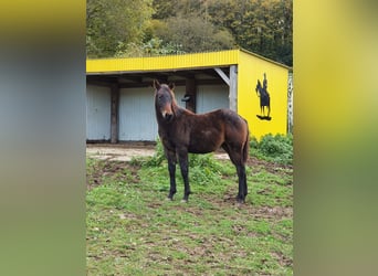 American Indian Horse Mix, Merrie, veulen (02/2024), 150 cm, Zwartbruin