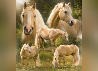 American Indian Horse, Ruin, 3 Jaar, 156 cm, Dunalino