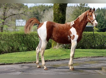 American Indian Horse, Stallion, 1 year, 14.2 hh, Tobiano-all-colors