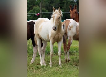 American Indian Horse, Stallion, 1 year, 15.1 hh, Palomino