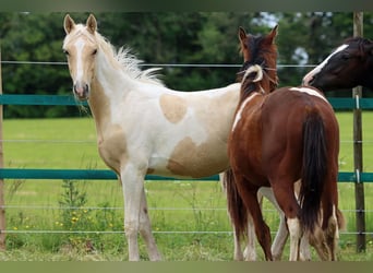 American Indian Horse, Stallion, 1 year, 15.1 hh, Palomino