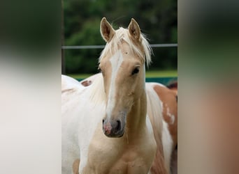 American Indian Horse, Stallion, 1 year, 15.1 hh, Palomino