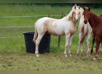 American Indian Horse, Stallion, 1 year, 15.1 hh, Palomino