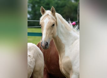 American Indian Horse, Stallion, 1 year, 15.1 hh, Palomino