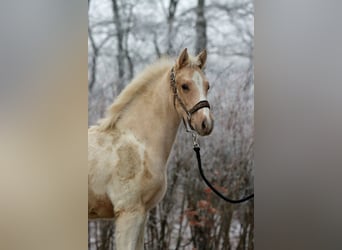 American Indian Horse, Stallion, 1 year, 15.1 hh, Palomino