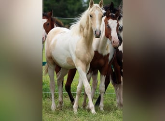 American Indian Horse, Stallion, 1 year, 15.1 hh, Palomino
