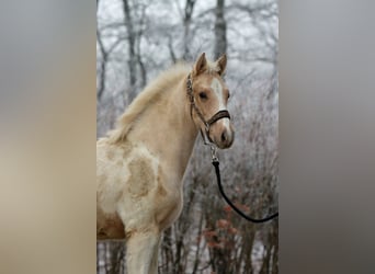 American Indian Horse, Stallone, 1 Anno, 155 cm, Palomino