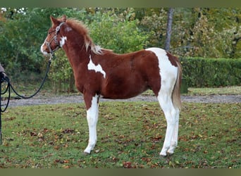 American Indian Horse, Stallone, Puledri
 (04/2023), 150 cm, Tobiano-tutti i colori