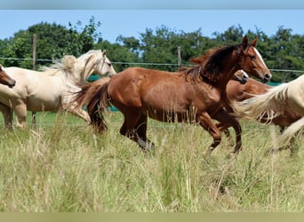 American Indian Horse, Stute, 1 Jahr, 150 cm, Dunkelfuchs