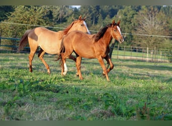 American Indian Horse, Stute, 1 Jahr, 150 cm, Dunkelfuchs
