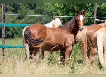 American Indian Horse, Stute, 1 Jahr, 150 cm, Dunkelfuchs