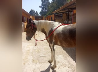 American Indian Horse, Stute, 3 Jahre, 165 cm, Schecke