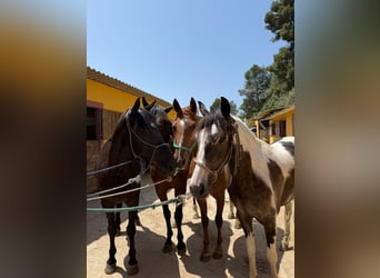 American Indian Horse, Stute, 3 Jahre, 165 cm, Schecke
