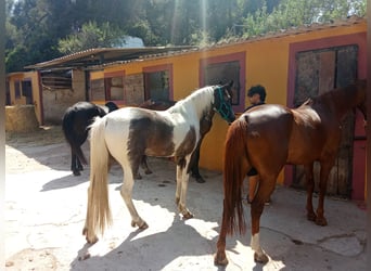 American Indian Horse, Stute, 3 Jahre, 165 cm, Schecke