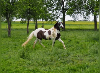 American Indian Horse, Wallach, 10 Jahre, 164 cm, Schecke
