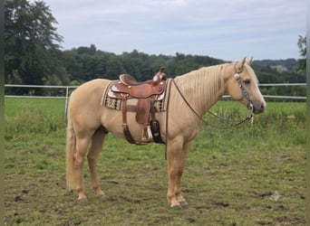 American Indian Horse, Wallach, 3 Jahre, 156 cm, Dunalino