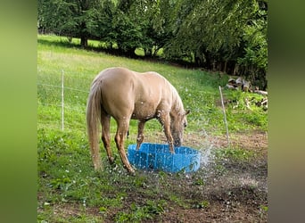 American Indian Horse, Wallach, 3 Jahre, 156 cm, Dunalino