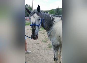 American Indian Horse, Wallach, 6 Jahre, 159 cm