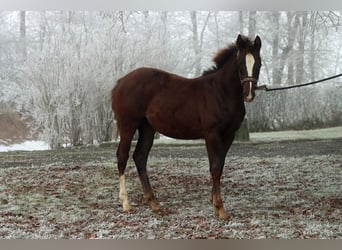 American Indian konia, Klacz, 1 Rok, 150 cm, Ciemnokasztanowata