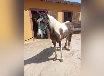 American Indian konia, Klacz, 3 lat, 165 cm, Srokata