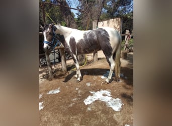 American Indian konia, Klacz, 3 lat, 165 cm, Srokata