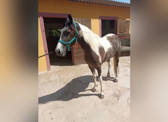 American Indian konia, Klacz, 3 lat, 165 cm, Srokata