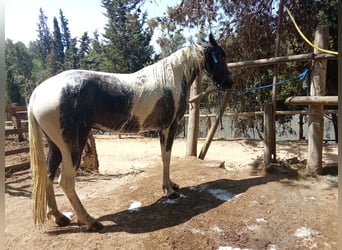 American Indian konia, Klacz, 3 lat, 165 cm, Srokata